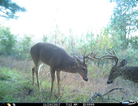 Deer leases in louisiana - Lease Info Club Name: Willow Creek Hunting Club Location: Jackson Parish, LA Acreage Weyerhaeuser - 2,219 acres Ewing - 283 acres Colbert - 53 acres ... Friday, Oct 27th 7:00 PM (the Friday evening before opening day of Deer (firearms) season) Deer Season (Area 2) 2023-24 . Archery: October 1 - January 31; Primitive Firearms: October 21-27 ...